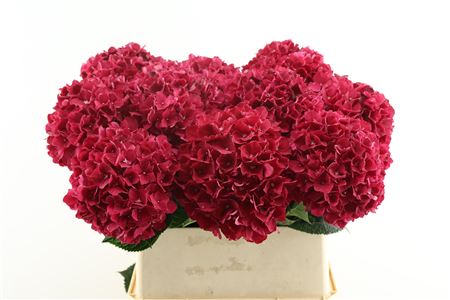 Hydr M Mag Rubyred