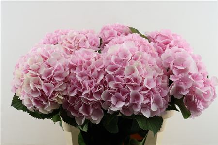 Hydr M Verena