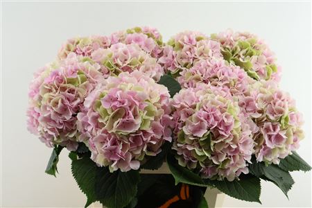 Hydr M Verena Cl