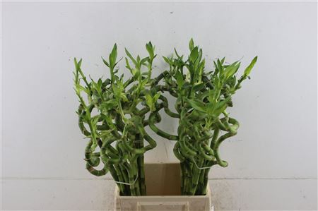 Drac S Lucky Bamboo