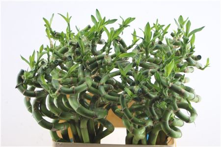 Drac S Lucky Bamboo