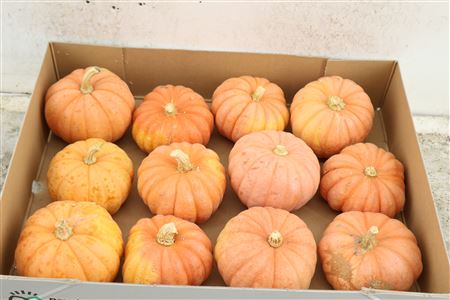 Cucurbita (kalebas)