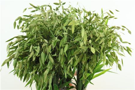 Chasmanthium Latifol
