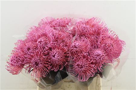 Leuco New Rose