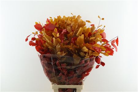 Beuk. Stab Autumn