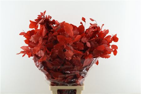 Beuk. Stab Red