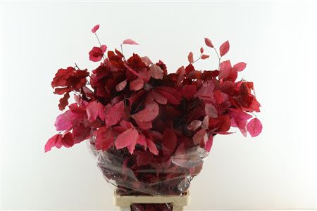 Beuk. Stab Cerise