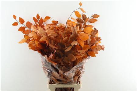 Beuk. Stab Orange