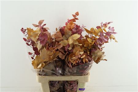 Euc. Stuartiana Stab Autumn
