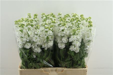 Matth Stox White