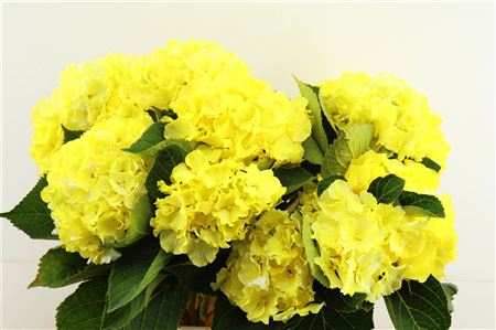 Hydr M Verena Paint Yellow 60-20