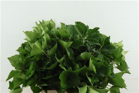 Hedera H Blad