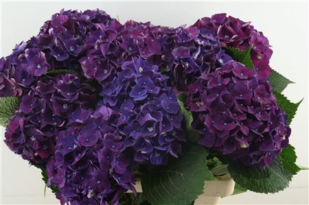 Hydr M Mon Amour Purple 80-21