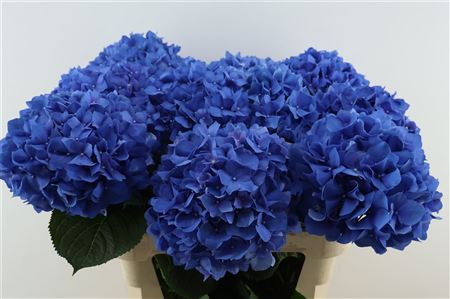 Hydr M Pimpernel