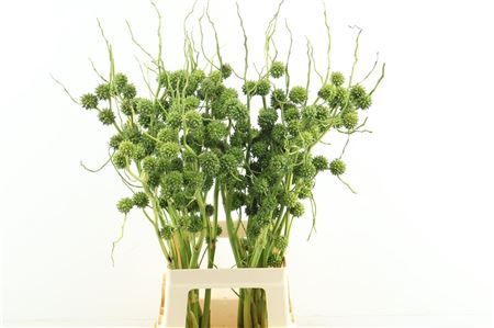 Sparganium Erectum