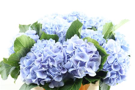 Hydr M Verena Bl