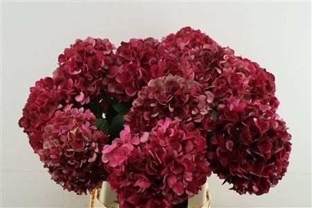 Hydr M Mag Rubyrd Cl