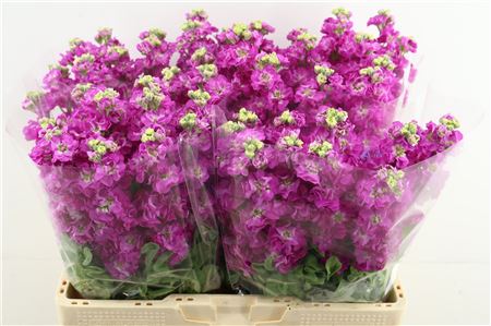 Matth Stox Deep Rose
