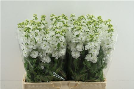 Matth Stox White