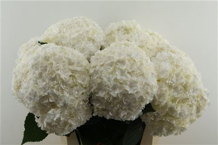 Hydr M Royal Highnes