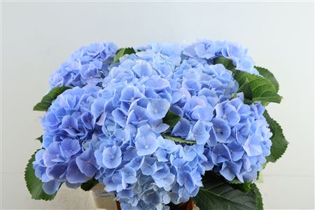 Hydr M Verena Bl