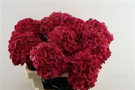 Hydr M Mag Rubyred