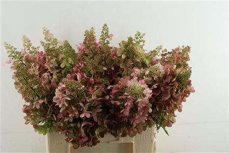 Hydr Pa. Cl. Pinky Winky 60-14
