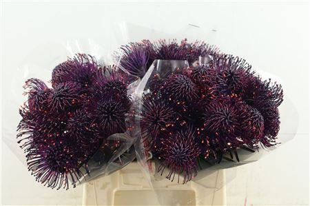 Leuco Aubergine