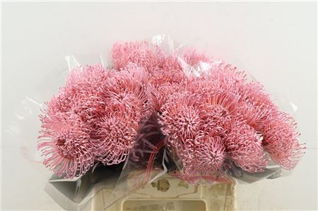 Leuco Baby Rose