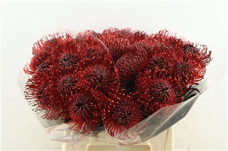 Leuco Bordeaux
