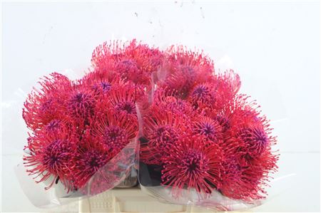Leuco Erica