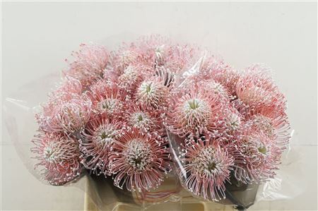 Leuco White