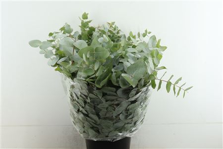 Euc Cinerea Per Bos