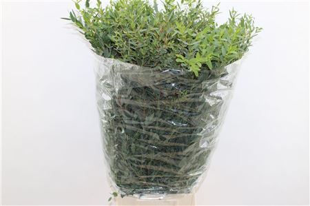 Euc Parvifolia P Bs