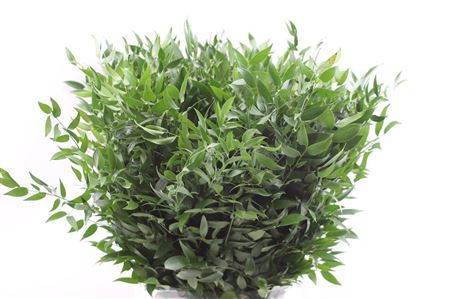 Ruscus Hypophyllum