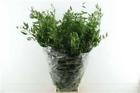 Ruscus Hypophyllum