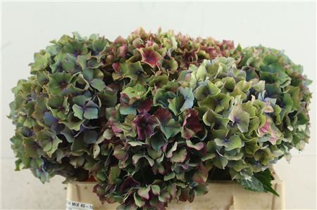 Hydr French Mix 45-15