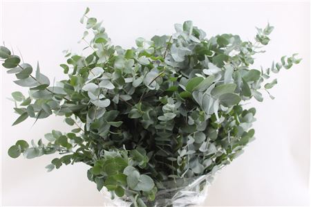 Euc Cinerea Per Bos