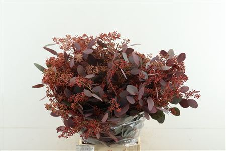 Euc Pop Berries Red