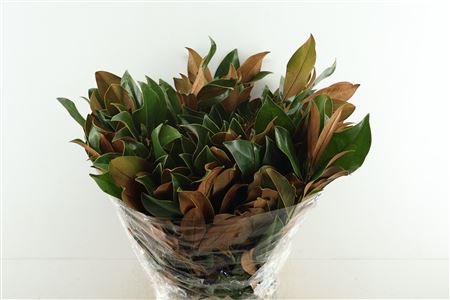 Magnolia