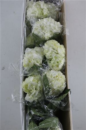 Hydr. M Box White 60-18