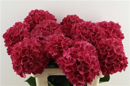 Hydr M Mag Rubyred