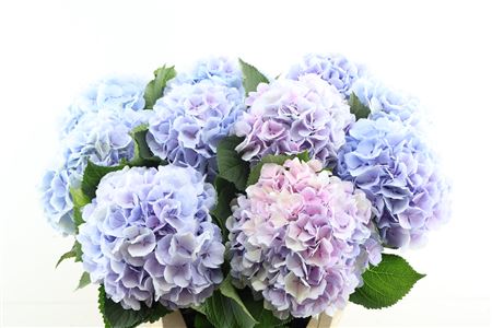 Hydr M Verena Bl