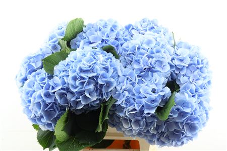 Hydr M Verena Bl