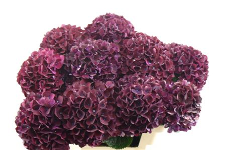 Hydr M Mag Dark Ruby