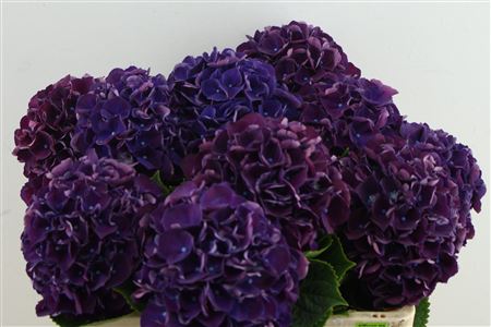 Hydr M Royal King