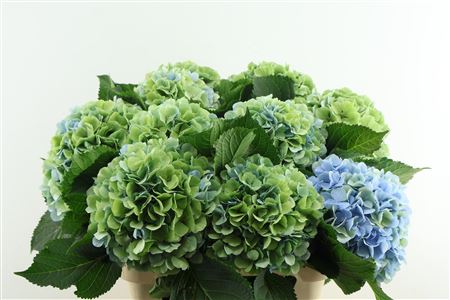 Hydr M Verena Bl Cl