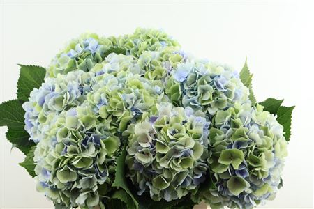Hydr M Verena Bl Cl