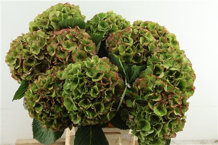 Hydr M. Cl. Pavaroti 60-20