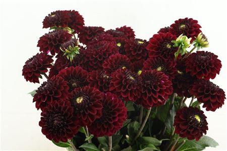 Dahl Black Fox